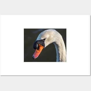 A mute swan, soon after dawn Posters and Art